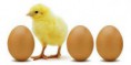 /album/huevos/huevo-y-pollo-jpg/